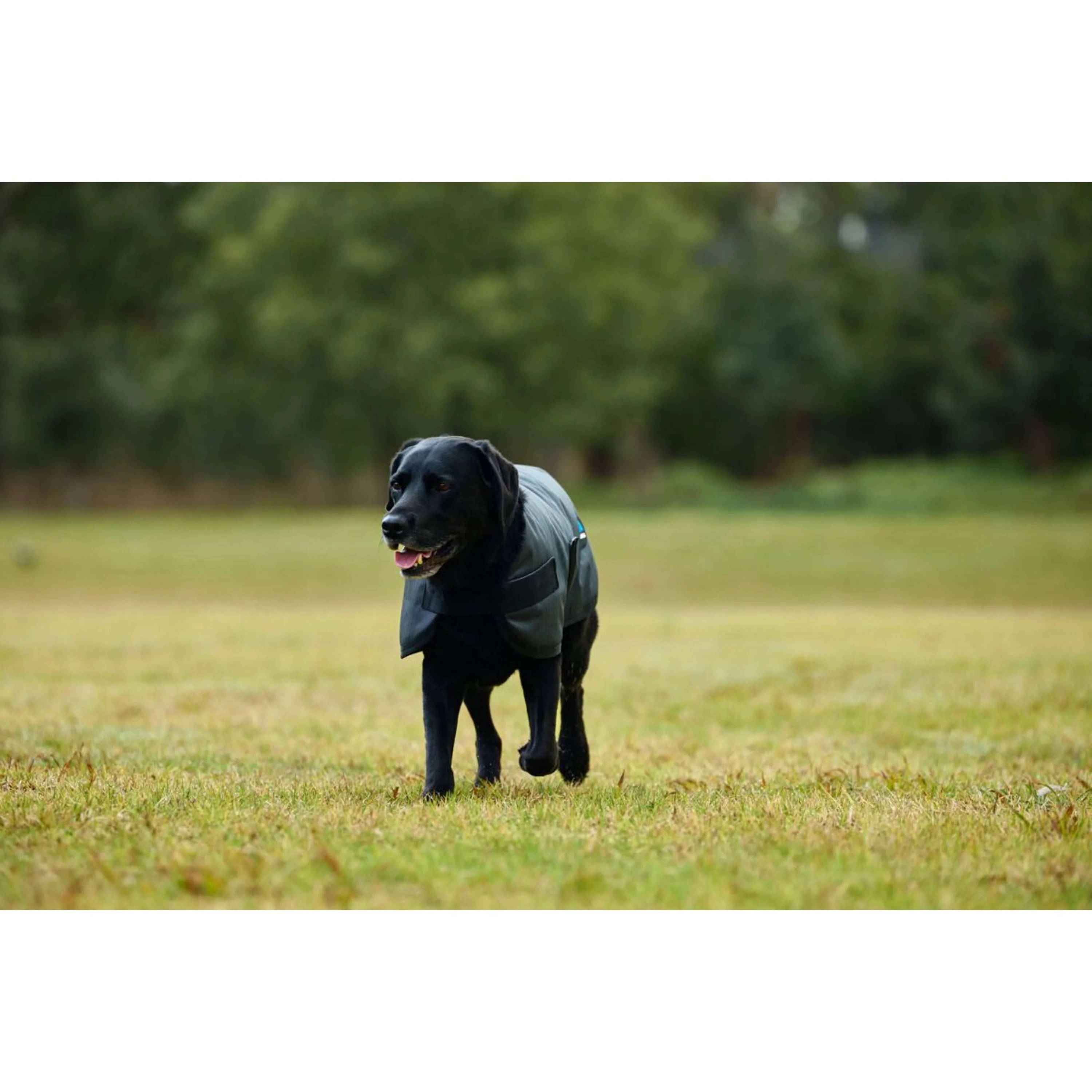 WeatherBeeta Couverture pour Chien ComFiTec Classic Waterproof Charbon - Image 5