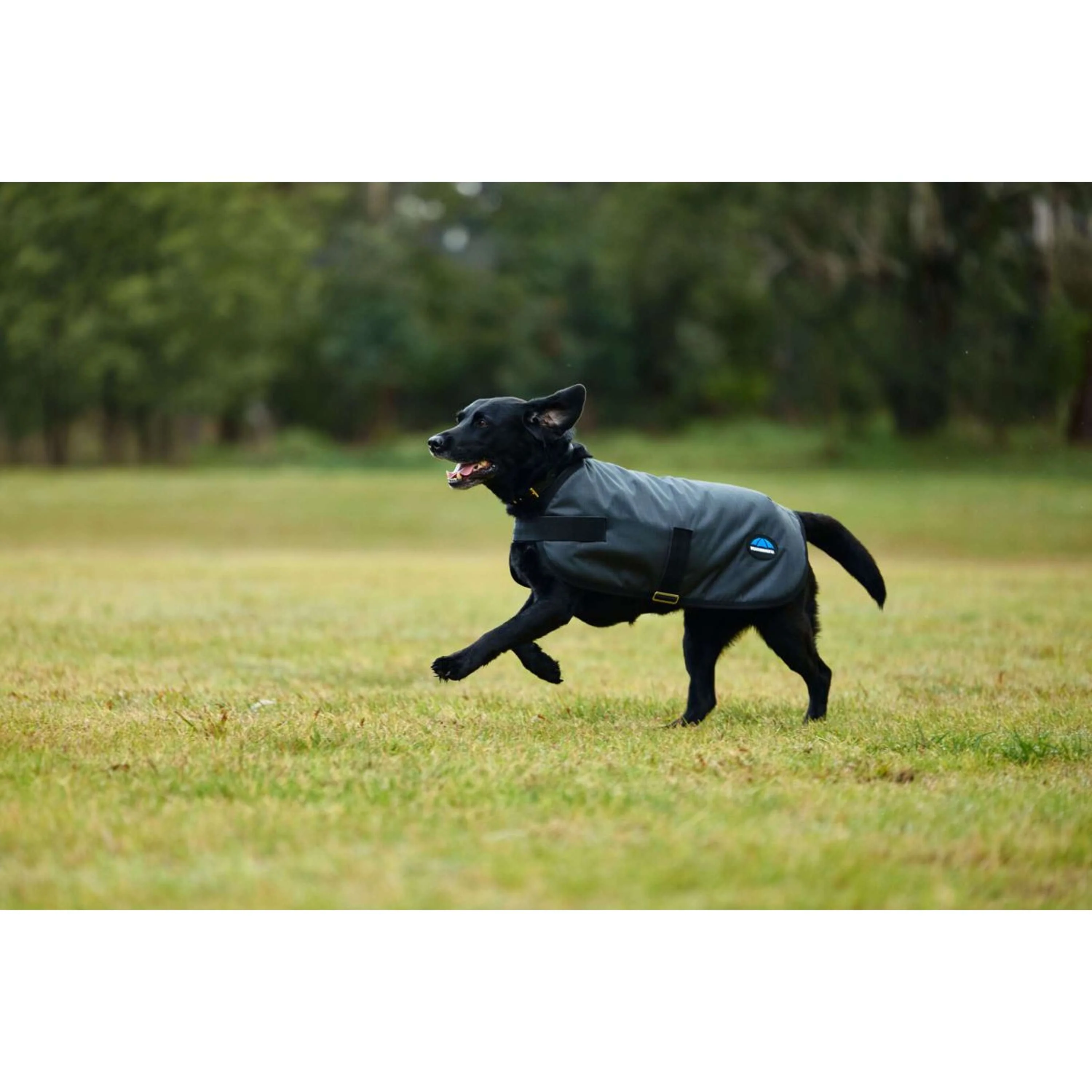 WeatherBeeta Couverture pour Chien ComFiTec Classic Waterproof Charbon - Image 6