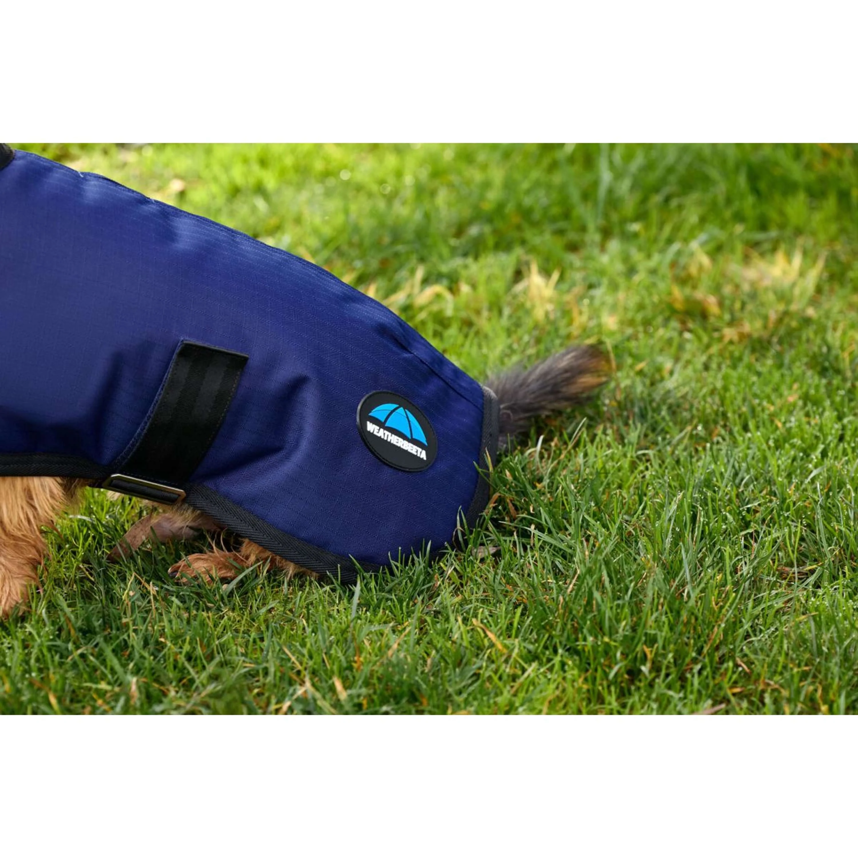 WeatherBeeta Couverture pour Chien ComFiTec Classic Waterproof Marin - Image 5