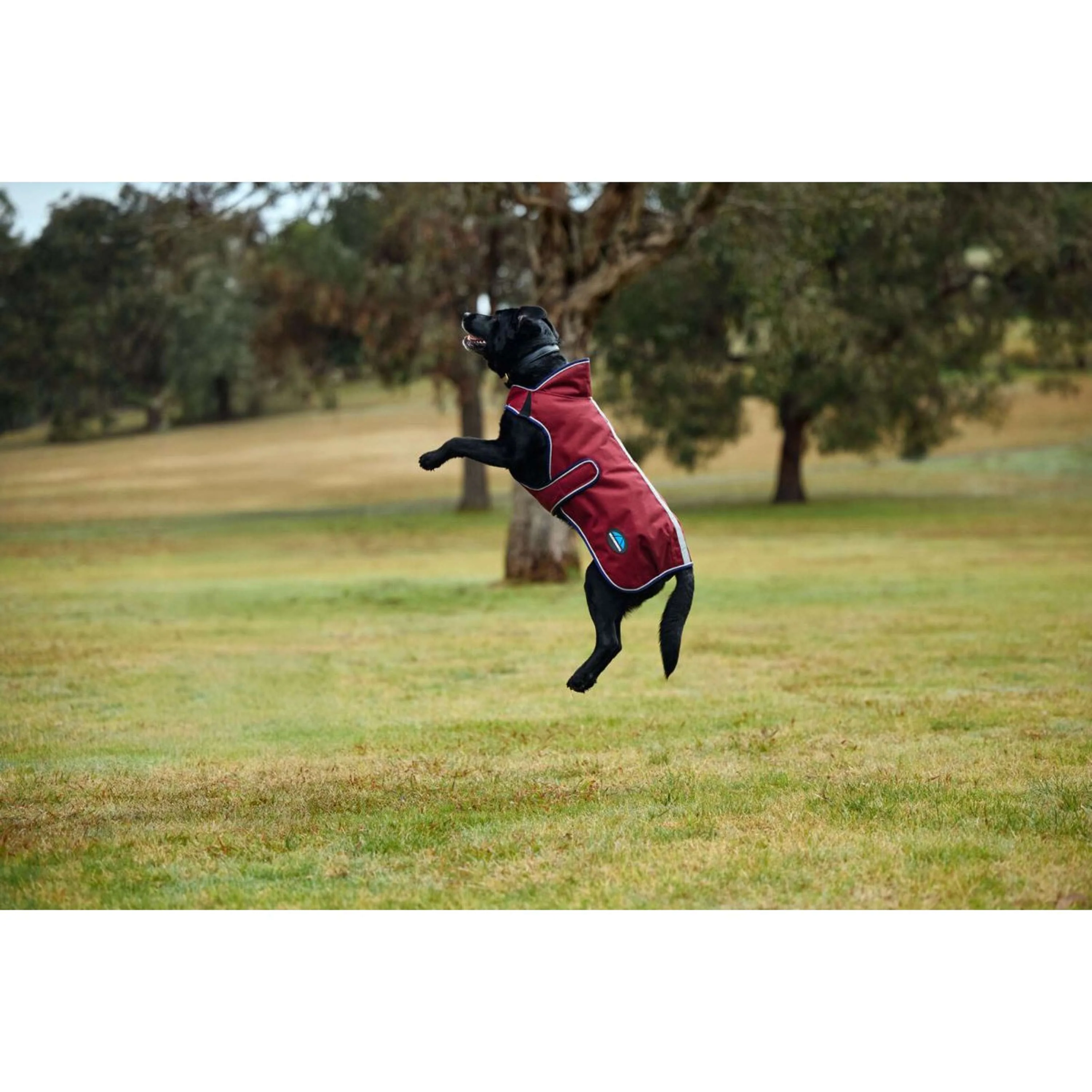 WeatherBeeta Couverture pour Chien ComFiTec Premier Deluxe Waterproof Bourgogne/Marine - Image 2