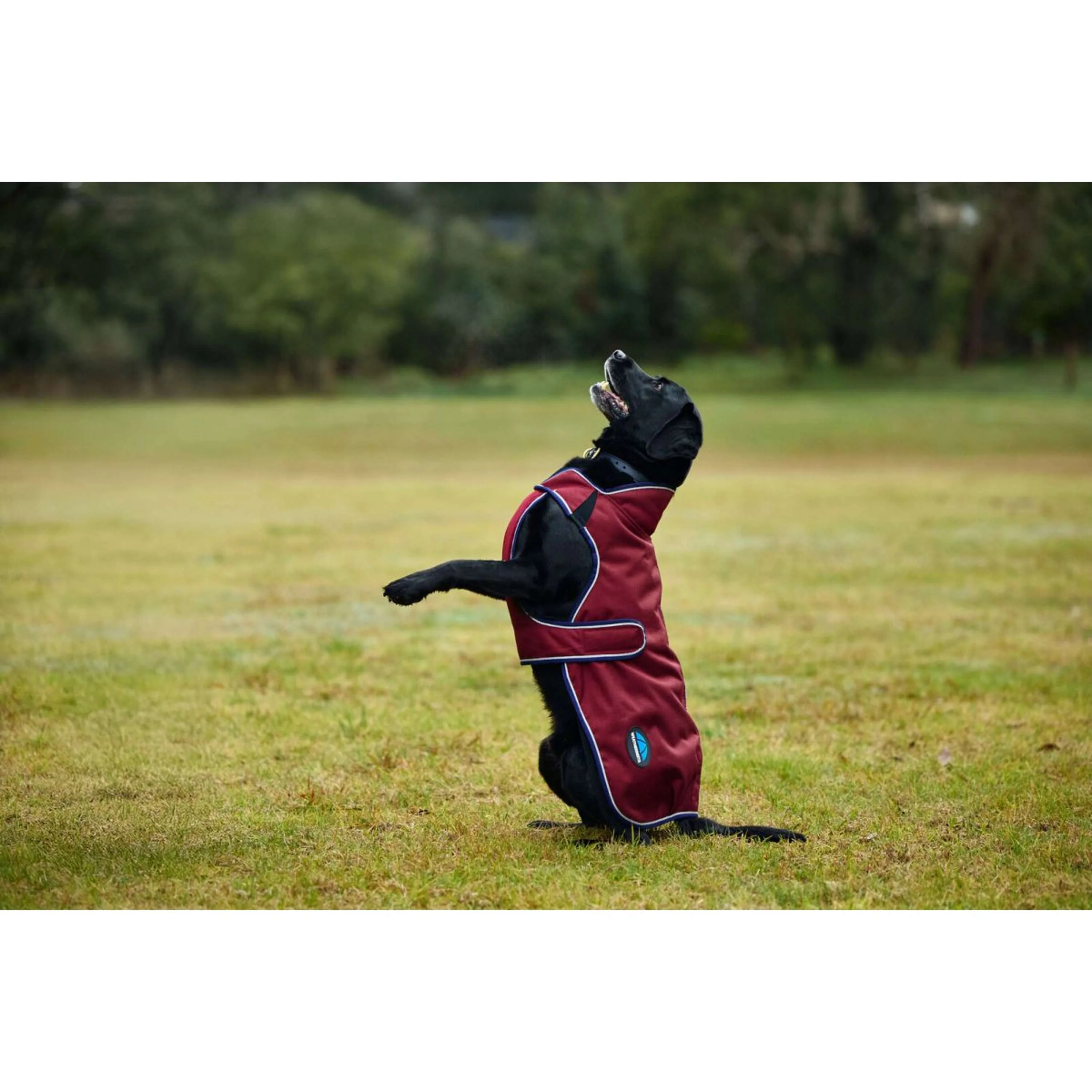 WeatherBeeta Couverture pour Chien ComFiTec Premier Deluxe Waterproof Bourgogne/Marine - Image 3