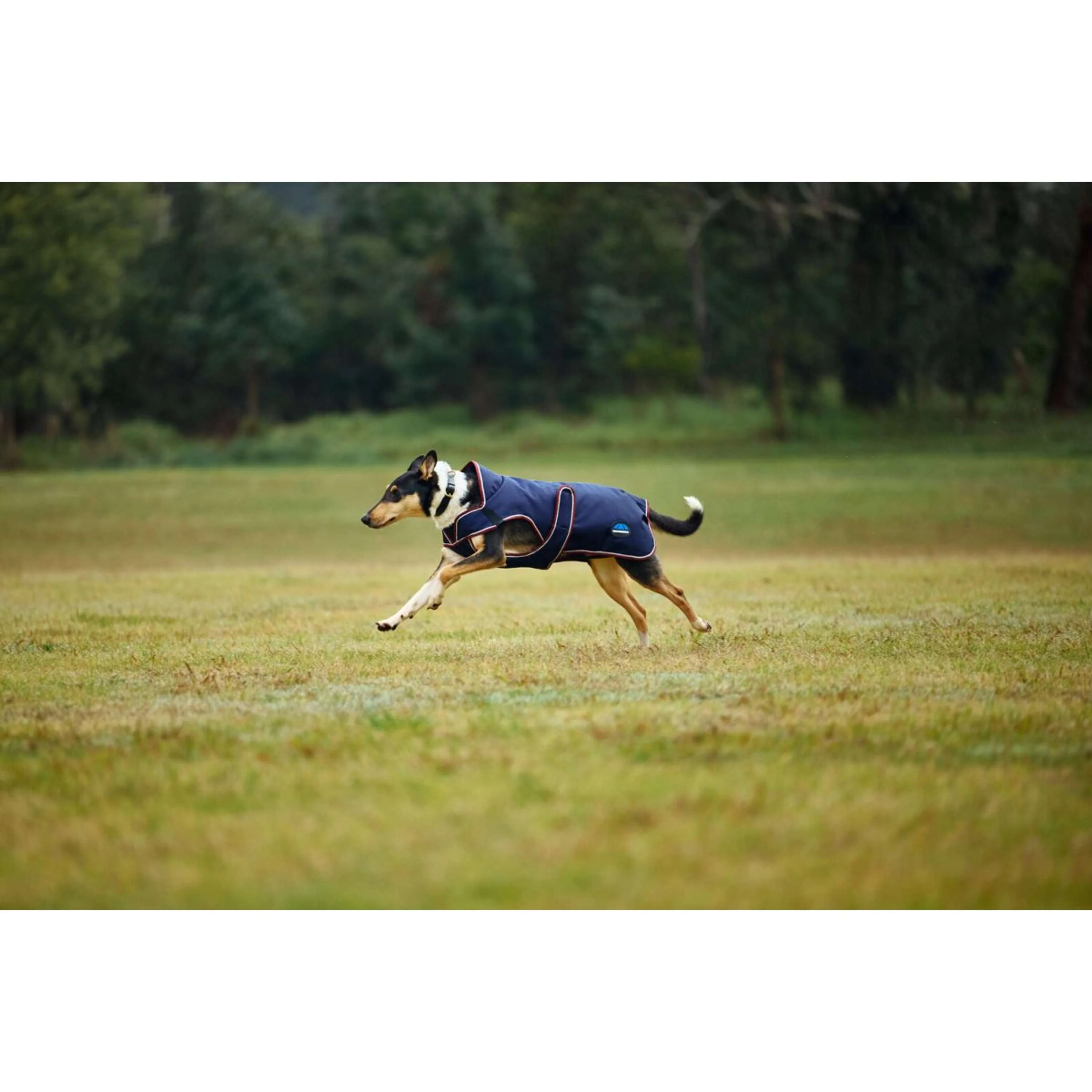 WeatherBeeta Couverture pour Chien ComFiTec Premier Deluxe Waterproof Marine/Bordeaux - Image 2