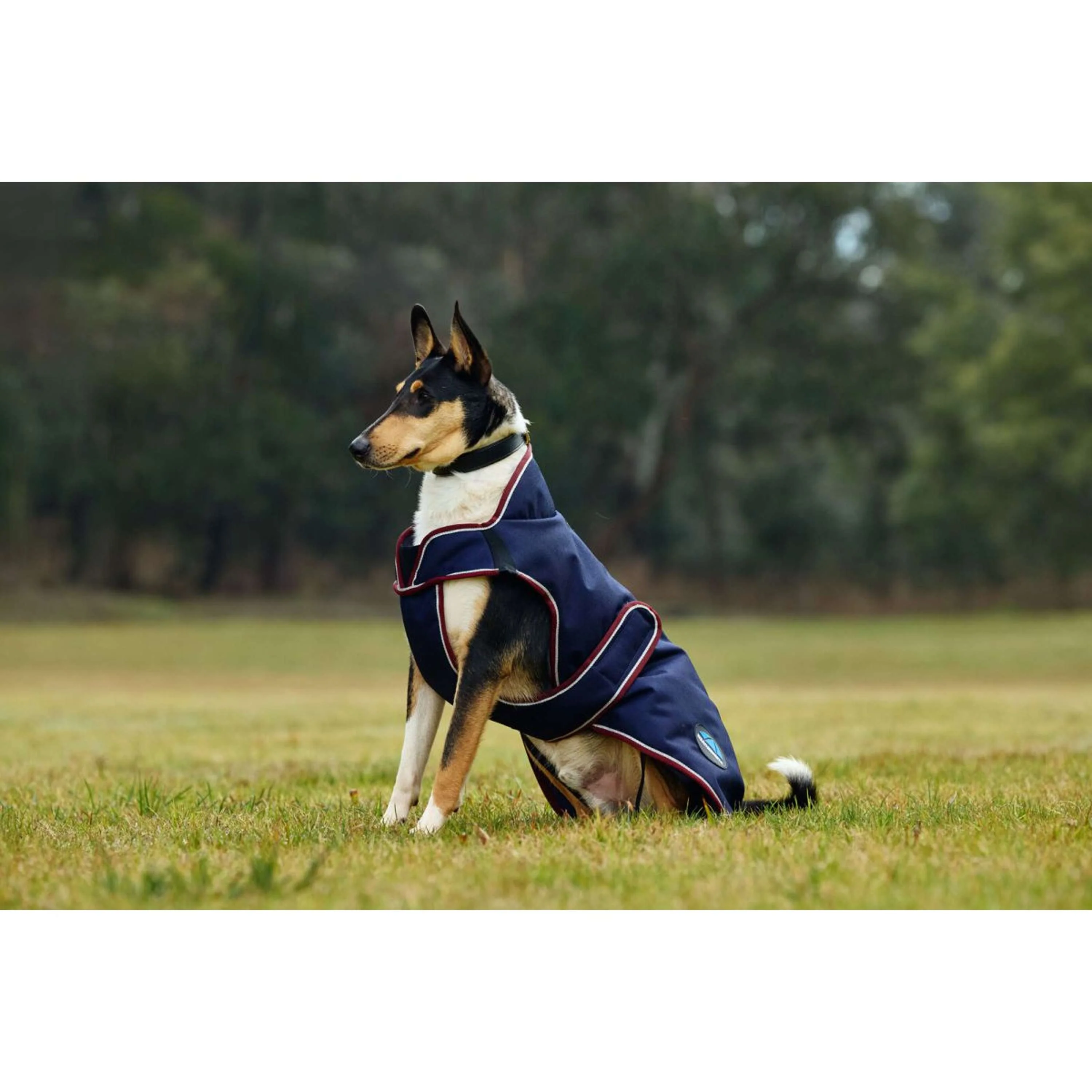 WeatherBeeta Couverture pour Chien ComFiTec Premier Deluxe Waterproof Marine/Bordeaux - Image 3
