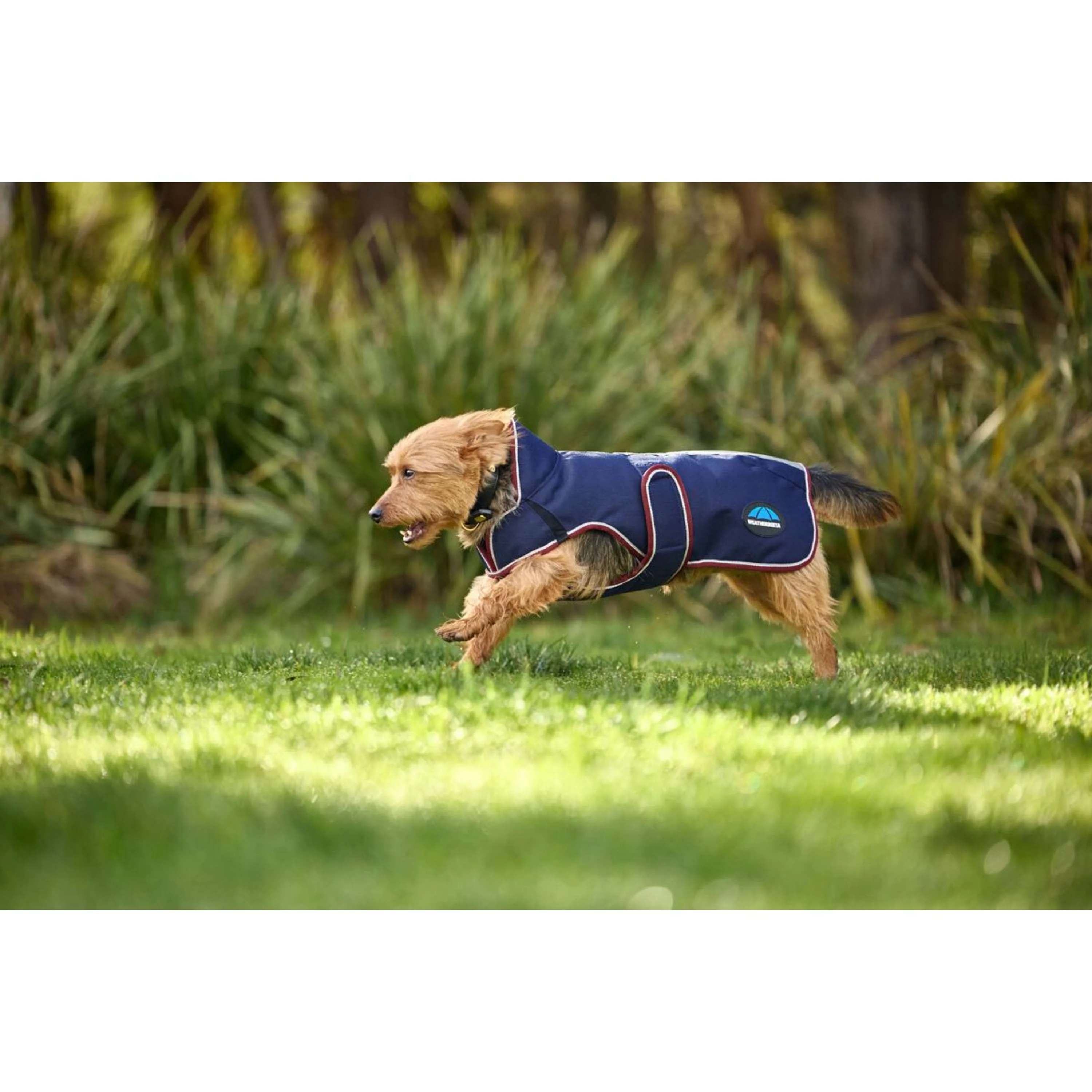 WeatherBeeta Couverture pour Chien ComFiTec Premier Deluxe Waterproof Marine/Bordeaux - Image 4