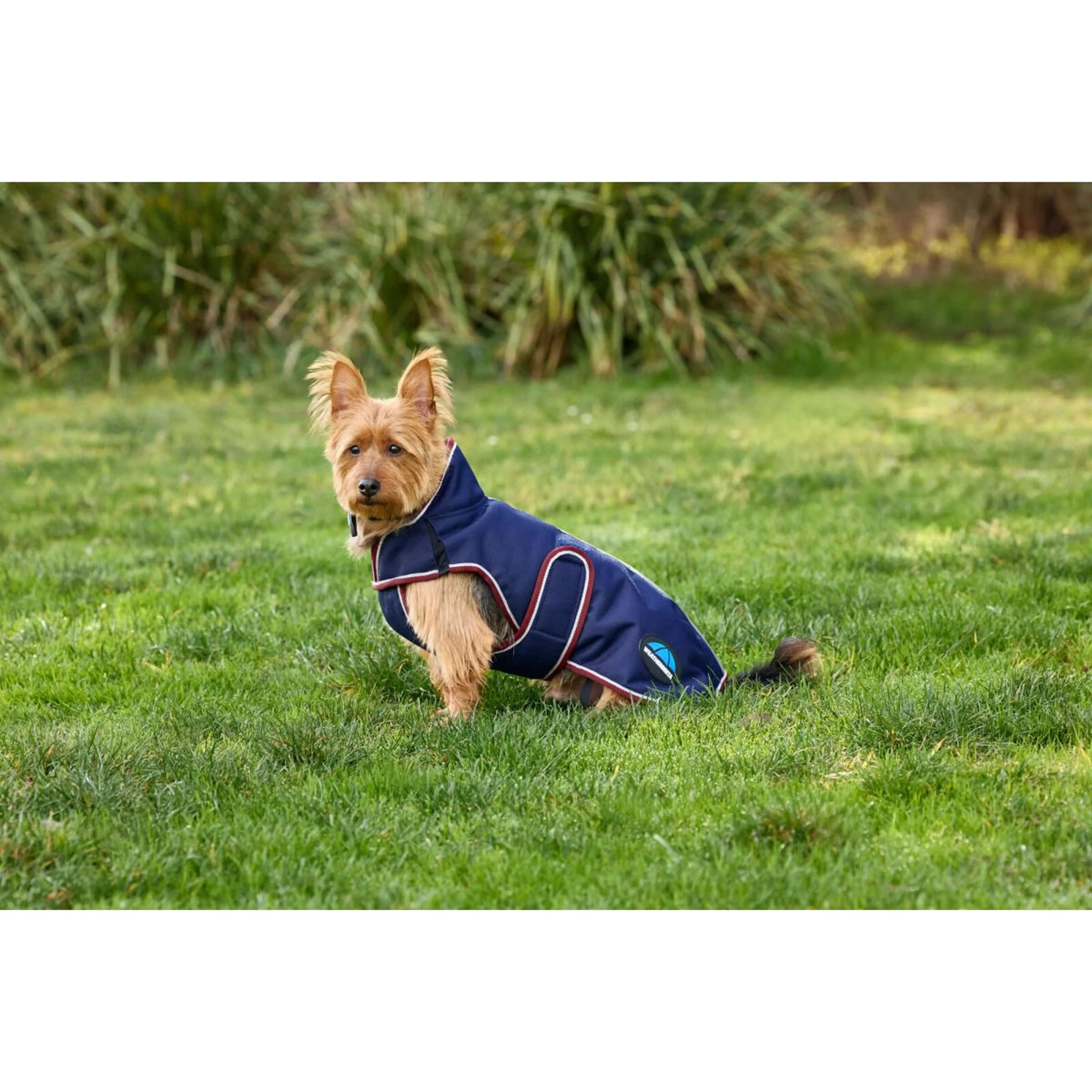 WeatherBeeta Couverture pour Chien ComFiTec Premier Deluxe Waterproof Marine/Bordeaux - Image 5