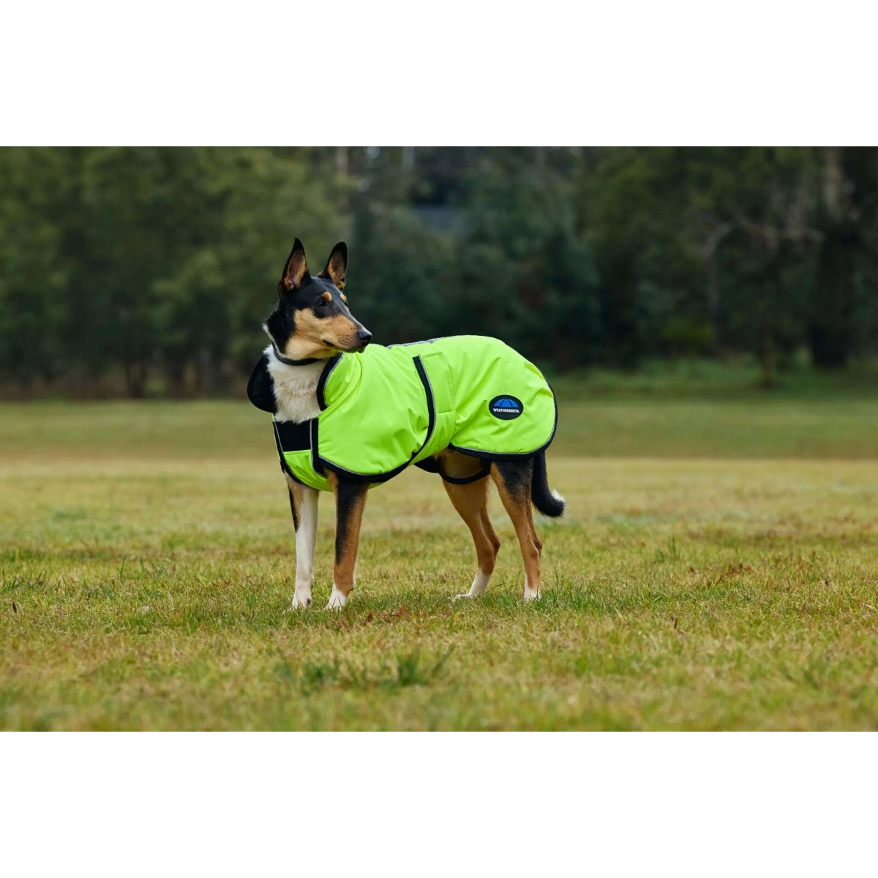 WeatherBeeta Couverture pour Chien ComFiTec Reflective 300D Deluxe Showerproof Jaune - Image 3